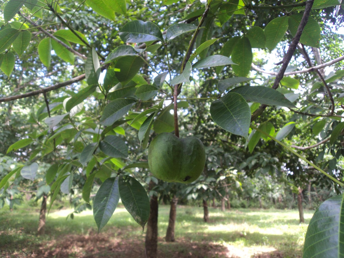 Hevea brasiliensis (Willd. ex A.Juss.) Müll.Arg.